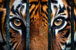 tigre dans une cage Commerce dans exotique animaux génératif ai photo
