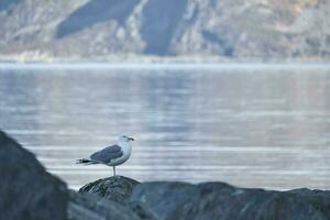 mouette permanent sur une Roche par le fjord dans Norvège. oiseau de mer dans Scandinavie. paysage photo