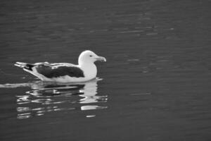 mouette nager sur le fjord, noir et blanche. le mer oiseau est réfléchi dans le l'eau photo