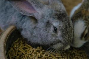 lapin de pâques photo