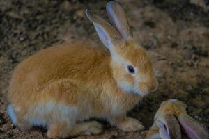 lapin de pâques photo