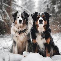 deux australien bergers séance sur neige, tous les deux à la recherche vers le de face à le même hauteur, avec leur duveteux manteaux et amical expressions. tous les deux séance sur le neige. fabriqué avec génératif ai photo