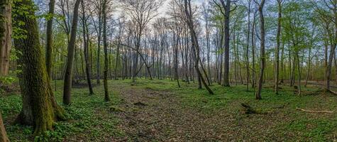 panoramique image de à feuilles caduques forêt dans printemps photo