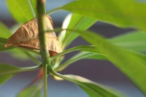 photo de vert feuilles dans Floraison avec flou Contexte