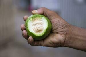 se tenir la main mordre de goyave fruit avec peu profond profondeur de champ photo