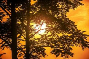 arbre silhouette contre Orange le coucher du soleil photo