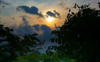 arbre silhouette contre le coucher du soleil. des bois à coucher photo