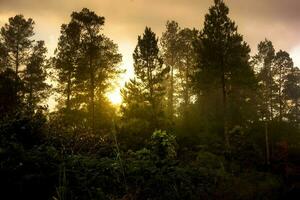 lever du soleil dans pin forêt avec lumière du soleil photo