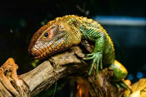 lézard bouchent photo