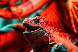 magnifique iguane lézard photo