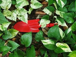 sol cuillère et coloré pour jardin ouvrier photo