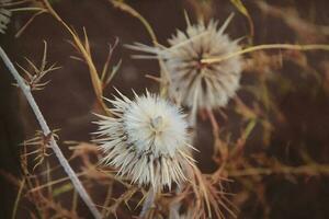 intéressant original plante sur une beige Contexte dans le Prairie sur une été journée photo