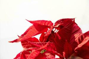 une euphorbe avec rouge feuilles sur une blanc Contexte avant Noël photo