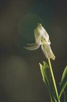 blanc printemps tulipe fleur avec vert feuilles sur foncé Contexte photo