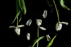 blanc printemps tulipe fleur avec vert feuilles sur foncé Contexte photo