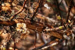 marron vieux fleurs de le l'automne jardin dans le chaud lumière de le après midi Soleil photo