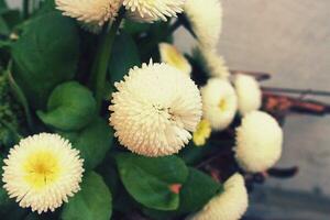 peu blanc marguerites dans fermer dans le jardin photo