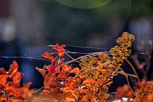 rouge feuilles formant un intéressant et original l'automne Contexte sur une ensoleillé journée photo