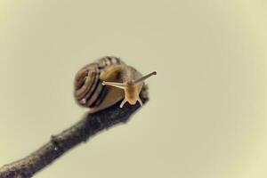 peu beige escargot avec une coquille escalade sur une bâton sur une lumière crème Contexte photo