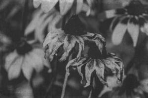 Jaune fleurs dans le jardin dans le chaud été soleil, photo