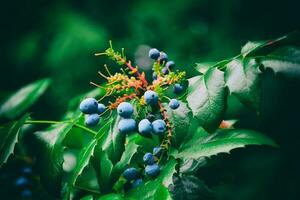 foncé myrtille myrtille sur une vert buisson dans le été photo