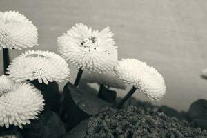 peu blanc marguerites dans fermer dans le jardin photo