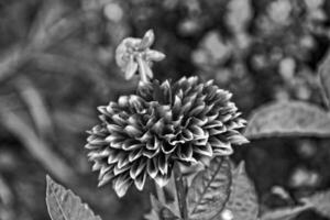 original violet fleurs elles ou ils donné croissance sur une été journée dans une jardin parmi vert feuilles photo