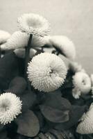 peu blanc marguerites dans fermer dans le jardin photo