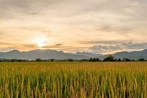 riz champ et ciel Contexte dans le soir à le coucher du soleil temps avec Soleil des rayons. photo