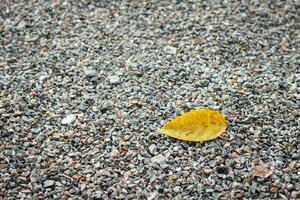 brique mur vert feuilles photo