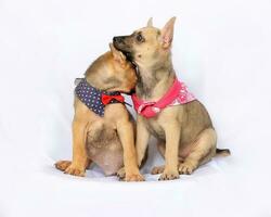 deux mignonne chiot portant écharpe jouer l'amour se soucier sur blanc Contexte photo