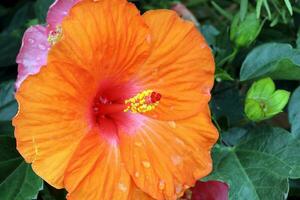 hibiscus fleur Orange rouge Jaune Extérieur jardin lumière du jour photo