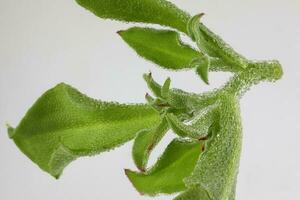 la glace plante légume avidité glacial feuille photo