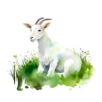 génératif ai contenu, blanc chèvre dans vert herbe isolé sur blanc Contexte. aquarelle. illustration. goûter. fermer. tiré par main. photo
