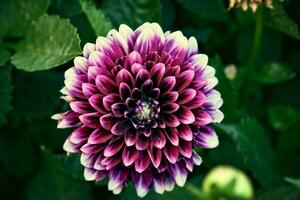 original violet fleurs elles ou ils donné croissance sur une été journée dans une jardin parmi vert feuilles photo