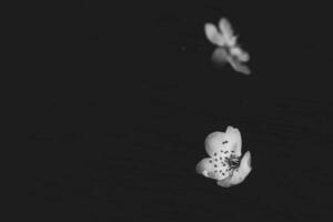 délicat petit printemps blanc Pomme fleur sur une noir Contexte photo