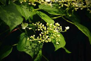 blanc hortensia fleur croissance dans le été jardin dans le chaud ensoleillement photo