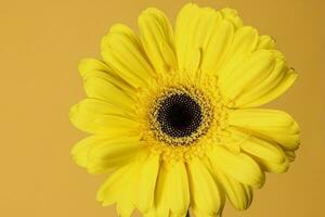 Jaune Marguerite fleur sur macro fermer sur Jaune Contexte photo