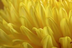 grand Jaune chrysanthème maman fleur fermer macro photo