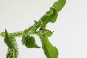 la glace plante légume avidité glacial feuille photo