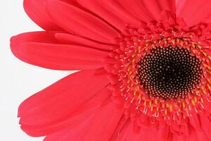 rouge Marguerite fleur sur macro fermer sur blanc Contexte photo