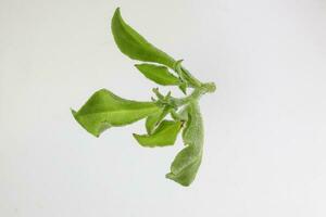 la glace plante légume avidité glacial feuille photo