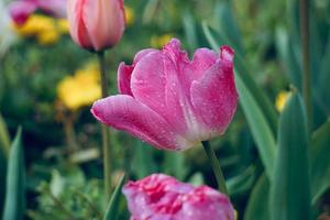 belles tulipes roses dans le jardin au printemps photo