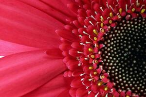 rouge Marguerite fleur sur macro fermer sur blanc Contexte photo