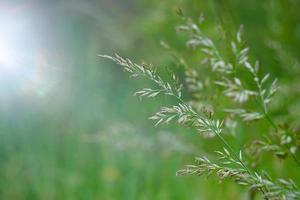 plantes vertes dans la nature au printemps photo