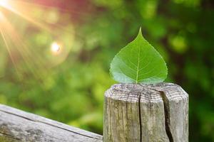 Feuille d'arbre vert sur le tronc au printemps photo