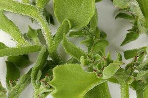 la glace plante légume avidité glacial feuille photo