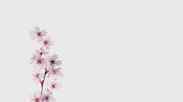 magnifique floral composition de l'eau gouttelettes Cerise fleur branche sur blanc Contexte et espace pour message. génératif ai. photo