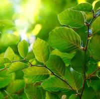 feuilles d'arbre vert au printemps fond vert photo