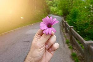 main avec une belle fleur rose au printemps photo